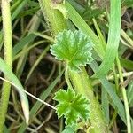 Malva neglecta Hoja