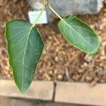 Uncarina stellulifera Leaf