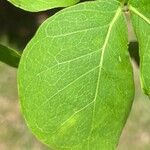 Pithecellobium dulce Leaf