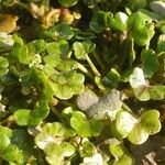 Ranunculus hederaceus Habit