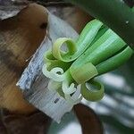 Vasconcellea pubescens പുഷ്പം