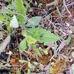 Cirsium dissectum Foglia