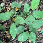 Flemingia strobilifera Leaf