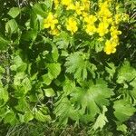 Ranunculus cortusifolius Habit