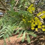 Acacia decurrens Blomma