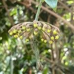 Marcgravia umbellata Fruto