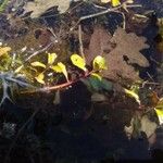 Ludwigia peploides Likasa