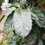 Coffea arabica Blatt