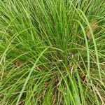 Carex umbrosa पत्ता