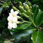 Fagraea berteroana Цветок