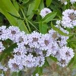 Verbena rigida花