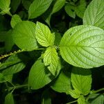 Morus celtidifolia Blatt