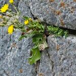 Hieracium amplexicaule Blüte