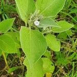 Astripomoea lachnosperma Leaf