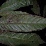 Uvariodendron molundense Hoja