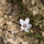 Linum tenuifoliumKwiat