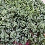 Lampranthus deltoides Habit