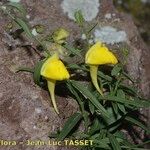 Kickxia scoparia Fula