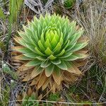 Paepalanthus alpinus Leaf