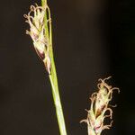 Carex sempervirens Цвят