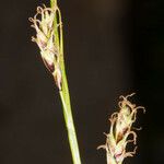 Carex sempervirens Λουλούδι