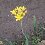Allium moly Blüte