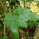 Dioscorea alata Leaf