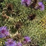 Cynara humilis Flor