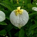Mussaenda philippica Flower