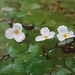 Hydrocharis morsus-ranae Flower