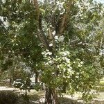 Populus nigra Іншае