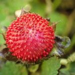 Potentilla indica Frucht