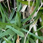 Armeria alpina Leaf