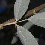 Desmodium cajanifolium Leaf