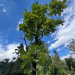 Quercus conferta Habit