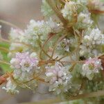Cuscuta epithymum Diğer