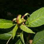 Burmeistera vulgaris