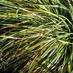 Carex ornithopoda Blad