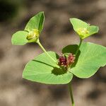 Euphorbia dulcis Otro