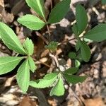 Panax trifolius Blomma