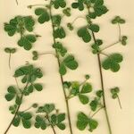 Medicago murex Otro