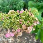 Hydrangea paniculata花