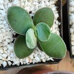 Crassula cotyledonis Hostoa