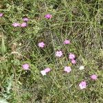 Dianthus pavonius Hábito