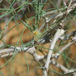 Calligonum polygonoides Bark