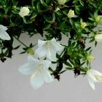 Campanula carpatica অন্যান্য