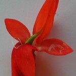 Strongylodon lucidus Flower