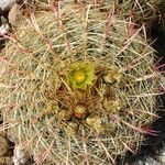 Ferocactus cylindraceus Leaf