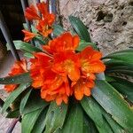 Clivia × cyrtanthifloraപുഷ്പം