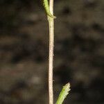 Senecio californicus кора